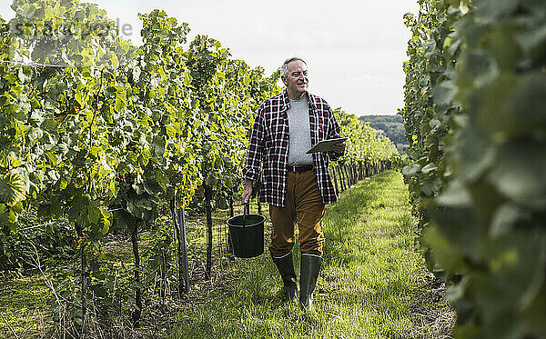 Älterer Mann geht mit Eimer und Tablet-PC im Weinberg spazieren