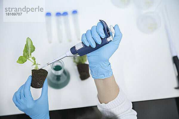 Scientist inserting chemical in basil plant at laboratory