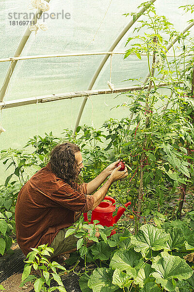 Junger Bauer untersucht Tomate im Gewächshaus