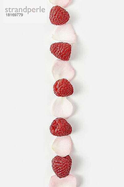 Line made of raspberries and rose petals against white background