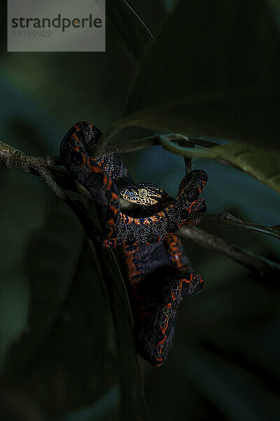 Amazonas-Baumboa (Corallus hortulanus) versteckt sich zwischen den Ästen; Puerto Maldonado  Peru