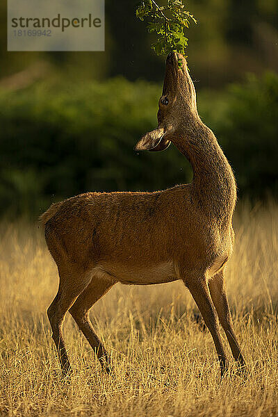 Weiblicher Rothirsch (Cervus elaphus) steht beim Verbiss von einem Baum; England