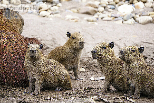 Ausgewachsenes und junges Wasserschwein (Hydrochoerus hydrochaeris); Puerto Maldonado  Peru