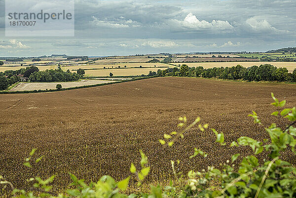 Felder in der Landschaft um Rockbourne  in der Nähe von Salisbury  Wiltshire  Großbritannien; Rockbourne  Wiltshire  England