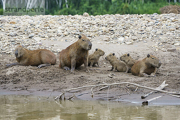 Eine Familie von Wasserschweinen (Hydrochoerus hydrochaeris) am Ufer des Wassers; Puerto Maldonado  Peru