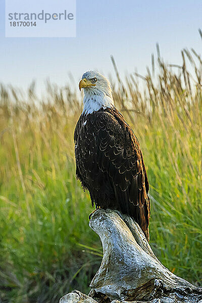 Weißkopfseeadler  Haliaeetus leucocephalus  auf Treibholz sitzend.