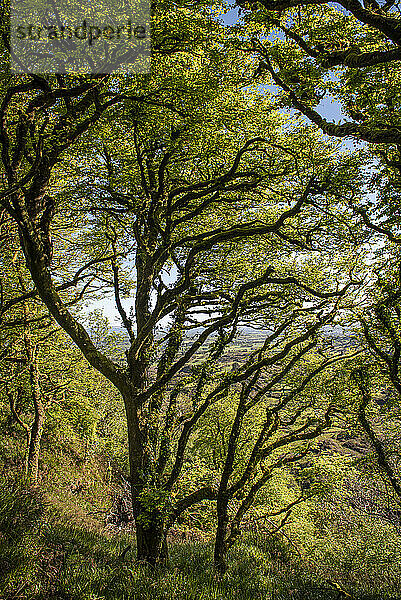 Bäume über dem Lough Hyne im Frühling; West Cork  Irland