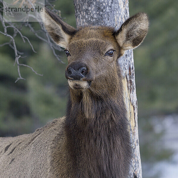 Elche (Cervus canadensis) in den Rocky Mountains im Banff-Nationalpark; Verbesserungsbezirk Nr. 9  Alberta  Kanada