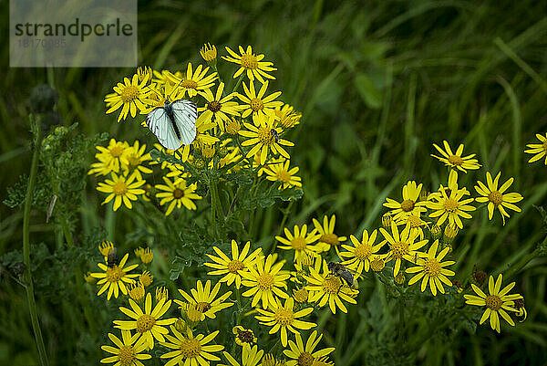 Schmetterling auf gelben Wildblumen ruhend; Rockbourne  Wiltshire  England