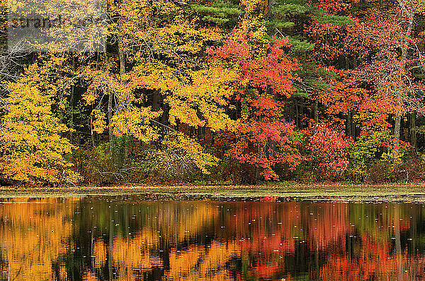 Bäume mit Herbstlaub  das sich in einem Teich spiegelt; Concord  Massachusetts.