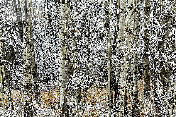 Nahaufnahme von gefrosteten Espenzweigen in einem Wald; Calgary  Alberta  Kanada