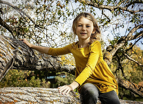 Junges Mädchen  das in einem großen Baum spielt und an einem warmen Herbstnachmittag in einem Stadtpark für ein Foto posiert; St. Albert  Alberta  Kanada