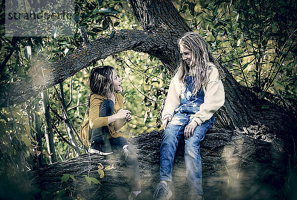 Zwei Schwestern genießen die Gesellschaft des anderen und spielen zusammen im Wald  während sie an einem warmen Herbsttag in einem Stadtpark auf dem Ast eines großen Baumes sitzen; St. Albert  Alberta  Kanada