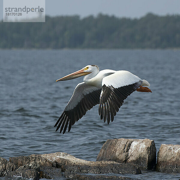 Amerikanischer Weißer Pelikan (Pelecanus erythrorhynchos) im Flug über einem See  Lake of the Woods  Ontario; Ontario  Kanada