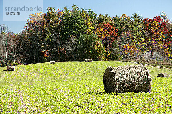 Heuballen auf einem Feld und ein Wald in Herbstfarben; Virginia.
