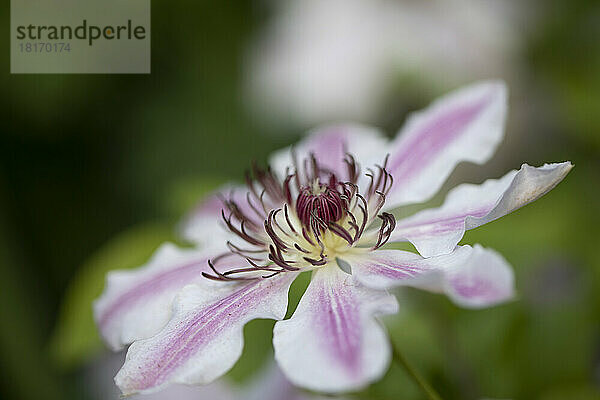 Nahaufnahme einer rosa und weißen Lilie in voller Blüte; British Columbia  Kanada