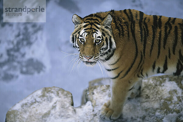 Sibirischer Tiger (Panthera tigris altaica) spaziert durch sein Gehege in einem Zoo; Omaha  Nebraska  Vereinigte Staaten von Amerika