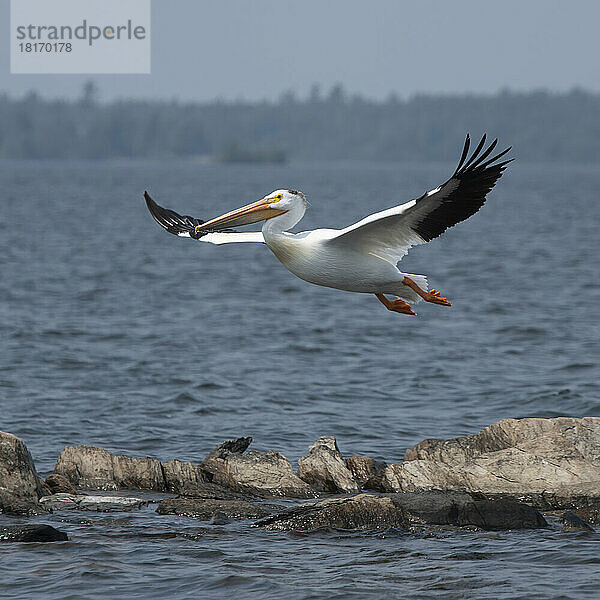 Amerikanischer Weißer Pelikan (Pelecanus erythrorhynchos) im Flug über einem See  Lake of the Woods  Ontario; Ontario  Kanada