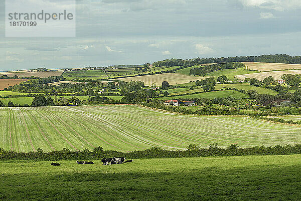 Landwirtschaftliche Felder und Kühe in der Landschaft um Rockbourne  in der Nähe von Salisbury  Wiltshire  Großbritannien; Rockbourne  Wiltshire  England