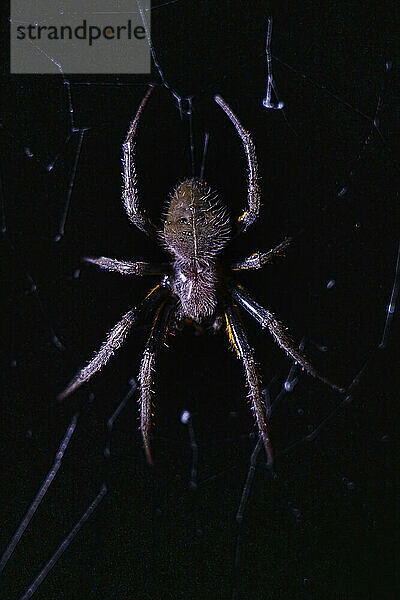 Nahaufnahme einer amazonischen Spinne in einem Netz; Puerto Maldonado  Peru