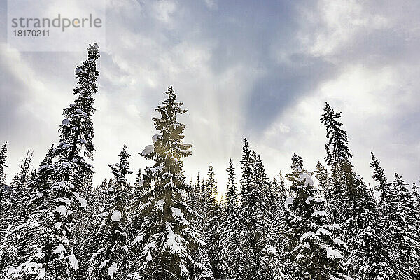 Schneebedeckte Baumkronen im Gegenlicht des warmen Sonnenlichts während des Winters im Yoho National Park; British Columbia  Kanada
