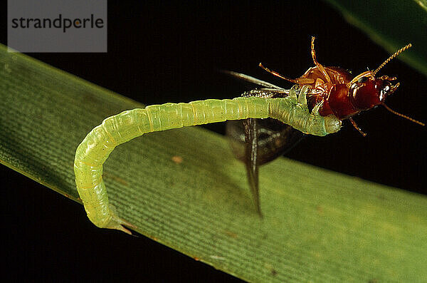Die Raupe einer grünen Motte greift nach einer Termite und ernährt sich von ihr; Maui  Hawaii-Inseln.