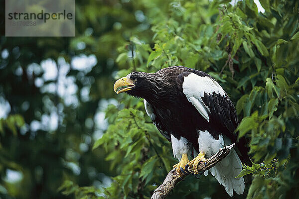 Stellerscher Seeadler (Haliaeetus pelagicus) auf einem Baum in einem Zoo; Cincinnati  Ohio  Vereinigte Staaten von Amerika