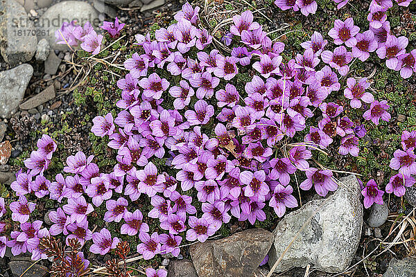 Purpursteinbrech (Saxifraga oppositifolia) in der Tundra; Island