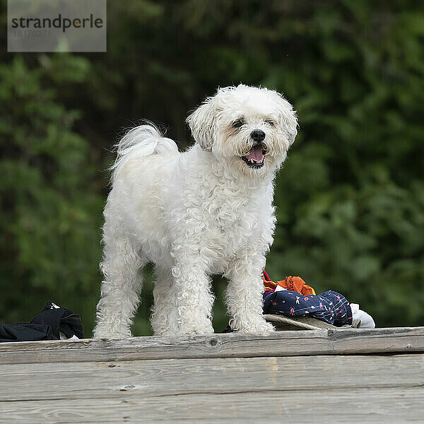 Bichon Frise Hund steht auf einem Holzdeck und schaut hinaus  Lake of the Woods  Ontario; Ontario  Kanada