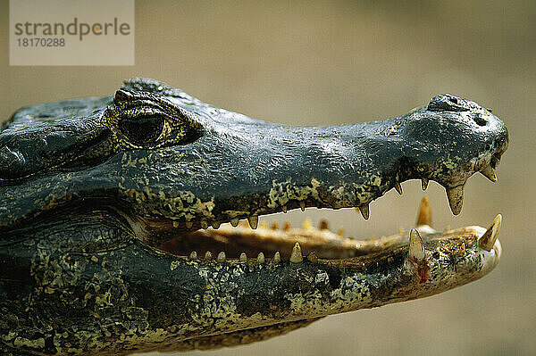 Nahaufnahme eines gesprenkelten Kaimans (Caiman Crocodilus) in der Pantanal-Region von Brasilien; Pantanal  Brasilien