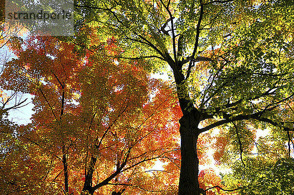 Ahornbäume  Acer-Arten  mit Herbstlaub; Arlington  Massachusetts.