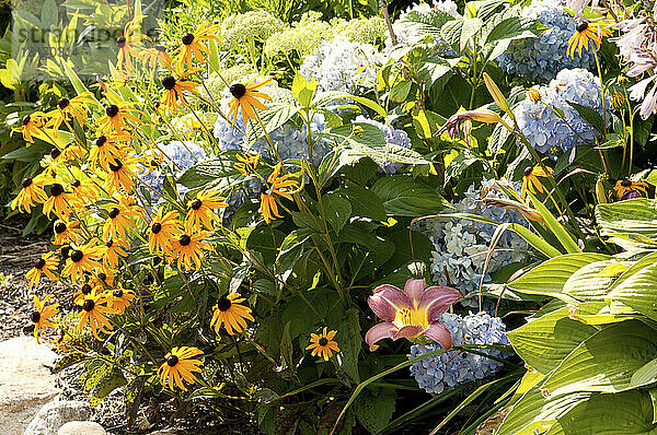 Ein Garten auf Cape Cod mit schwarzäugigen Susannen  Hortensien und Lilien; Sandwich  Cape Cod  Massachusetts.