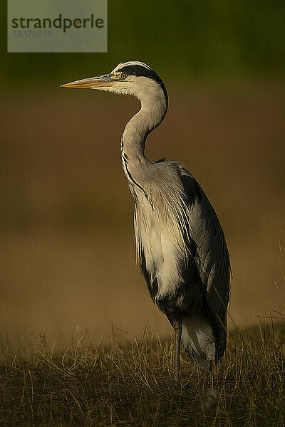 Graureiher (Ardea cinerea) steht auf Gras im Profil; England