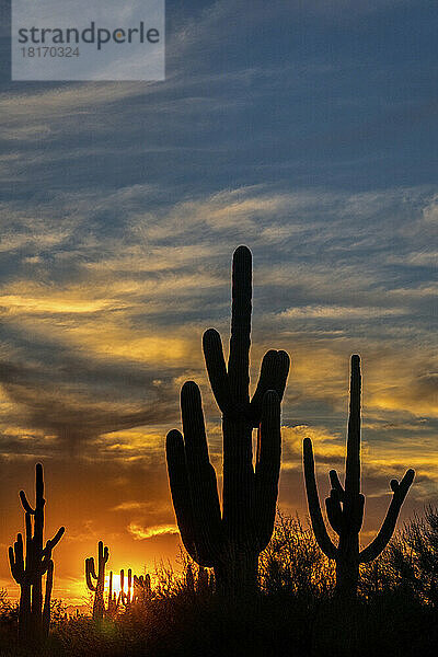 Saguaro-Kaktus (Carnegiea gigantea) als Silhouette bei Sonnenuntergang; Phoenix  Arizona  Vereinigte Staaten von Amerika