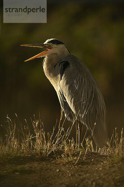 Graureiher (Ardea cinerea) steht mit geöffnetem Schnabel im Profil; England