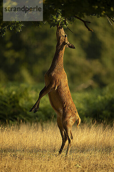 Weiblicher Rothirsch (Cervus elaphus) auf den Hinterbeinen beim Grasen; England