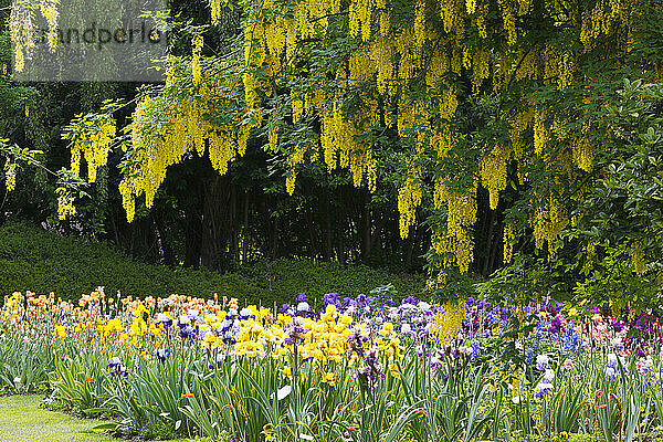 Bunte  blühende Iris in einem Garten im Willamette Valley; Salem  Oregon  Vereinigte Staaten von Amerika
