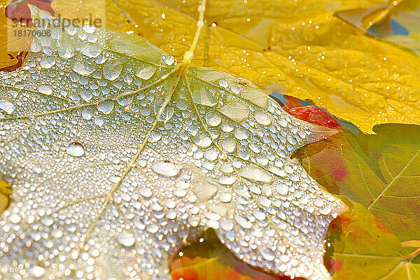 Herbstlich gefärbte Blätter  die in einem Teich schwimmen  wobei Wassertropfen die Oberfläche des obersten Blattes bedecken; Oregon  Vereinigte Staaten von Amerika