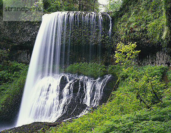 North Middle Falls und üppiges Laub im Silver Falls State Park; Oregon  USA