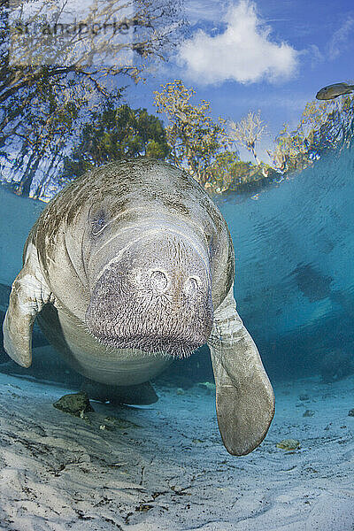 Gefährdete Florida-Seekuh (Trichechus manatus latirostris) an der Three Sisters Spring. Die Florida-Seekuh ist eine Unterart der Westindischen Seekuh; Crystal River  Florida  Vereinigte Staaten von Amerika