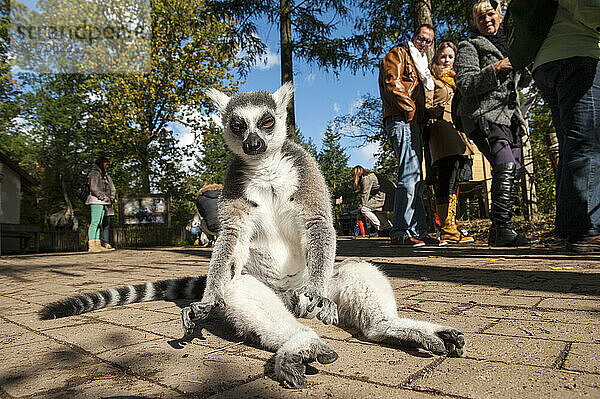 Ringschwanzlemur (Lemur catta) im Apenheul Primate Park  einem Zoo in den Niederlanden  der auf Primaten spezialisiert ist  von denen mehrere Arten Zugang zu den Besucherbereichen haben; Apeldoorn  Niederlande