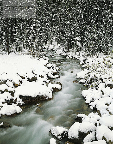 Bach  der sich im Winter durch den Wald schlängelt  Olympic National Park  Washington State  USA; Washington  Vereinigte Staaten von Amerika