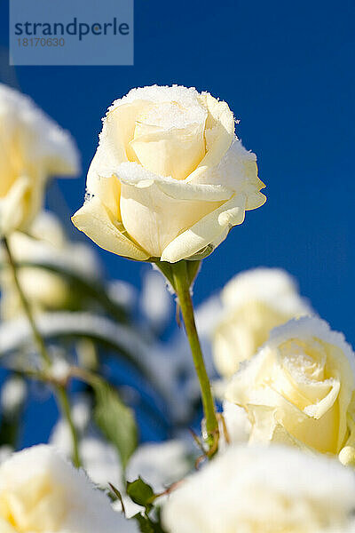 Schneebedeckte weiße Rose im Sonnenlicht vor einem strahlend blauen Himmel; Happy Valley  Oregon  Vereinigte Staaten von Amerika