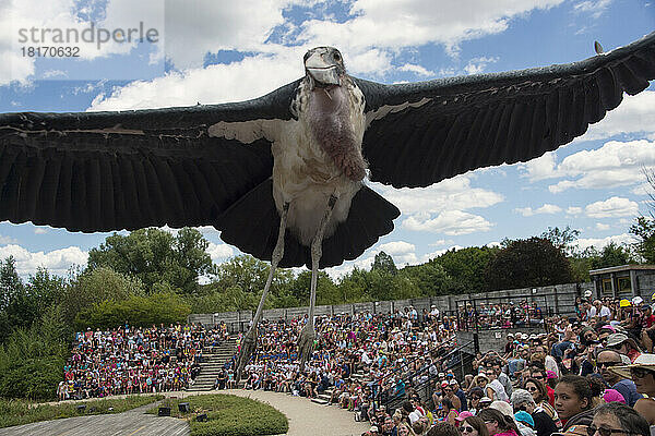 Ein Vogel fliegt über eine Menschenmenge im Le Parc des Oiseaux  einem Vogelpark in der Stadt Villars Les Dombes  Frankreich; Villars les Dombes  Frankreich