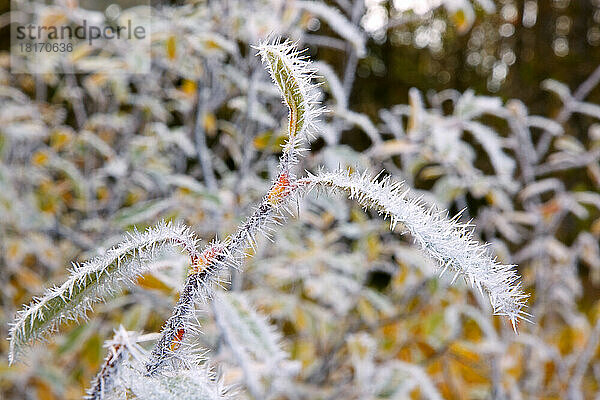 Raureif bedeckt eine Pflanze mit stacheligen Eiskristallen; Oregon  Vereinigte Staaten von Amerika