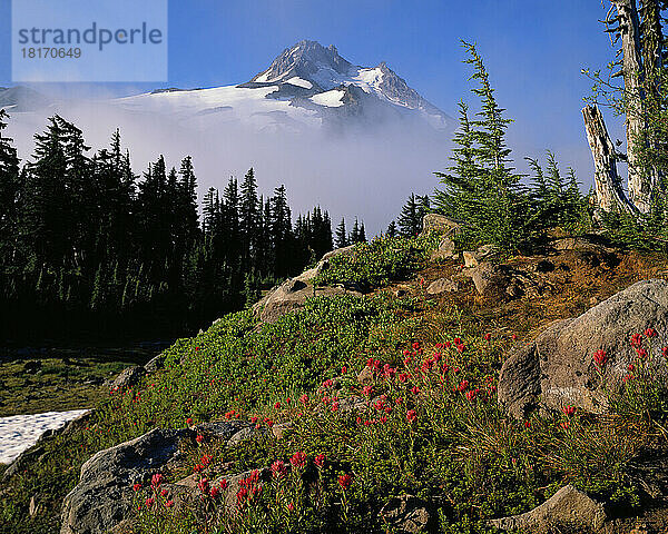 Blühender Indian Paintbrush (Castilleja) am Mount Jefferson  Mount Jefferson Wilderness  Oregon  USA; Oregon  Vereinigte Staaten von Amerika