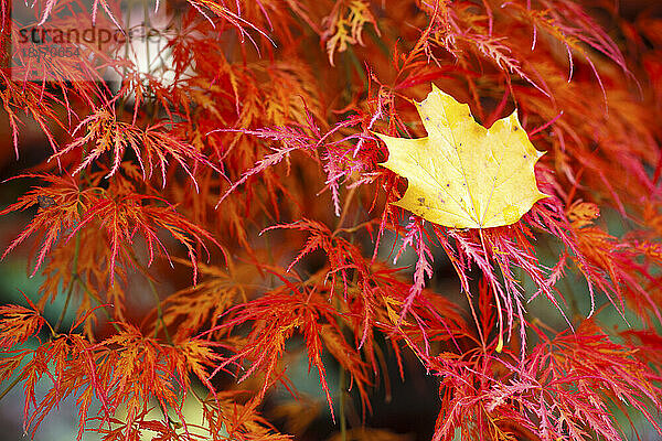 Gelbes gefallenes Blatt im roten Laub der Bäume im Herbst; Portland  Oregon  Vereinigte Staaten von Amerika