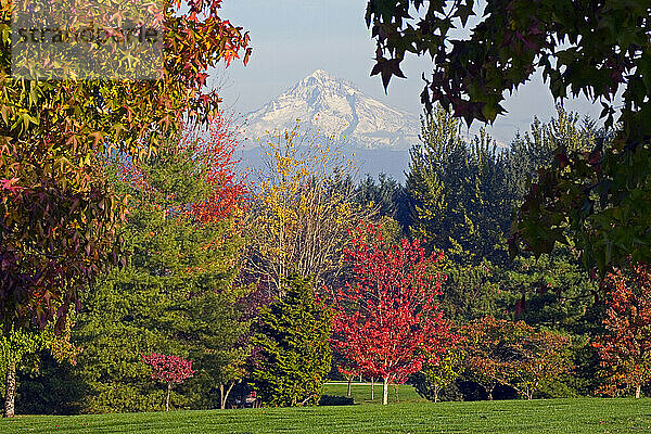 Leuchtende Herbstfarben an den Bäumen unterhalb des Mount Hood; Oregon  Vereinigte Staaten von Amerika