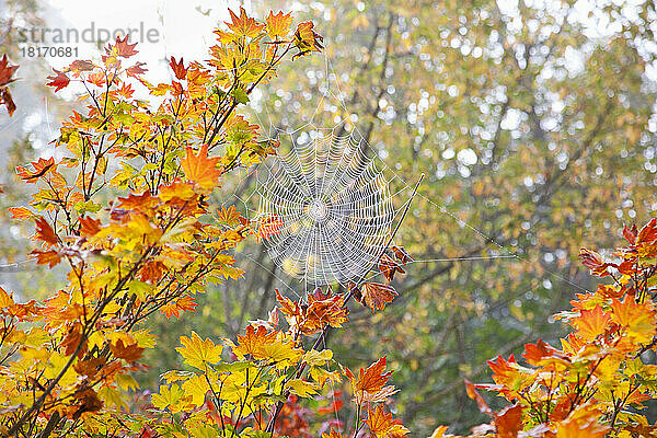 Tau auf einem Spinnennetz am frühen Morgen mit einem herbstlich gefärbten Baum  der das Netz trägt; Oregon  Vereinigte Staaten von Amerika