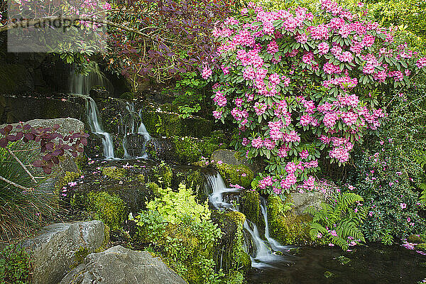 Wasserfall und schöne blühende Pflanzen in den Gärten von Crystal Springs Rhododendron Gardens; Portland  Oregon  Vereinigte Staaten von Amerika